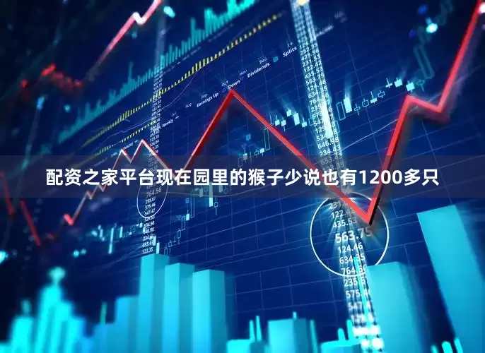 配资之家平台现在园里的猴子少说也有1200多只